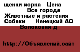 щенки йорка › Цена ­ 15 000 - Все города Животные и растения » Собаки   . Ненецкий АО,Волоковая д.